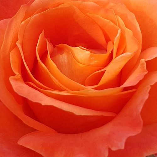 Online rózsa vásárlás - Narancssárga - virágágyi floribunda rózsa - diszkrét illatú rózsa - Rosa Christchurch™ - Gareth Fryer - Feltűnően élénk narancssárga virágai kellemes kontrasztot alkotnak sötétzöld lombozatával.